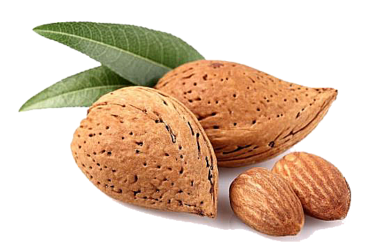 Almond dengan daun