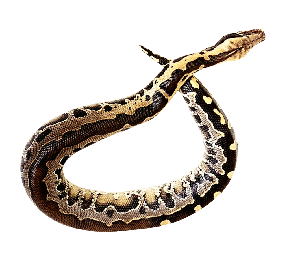 蟒蛇