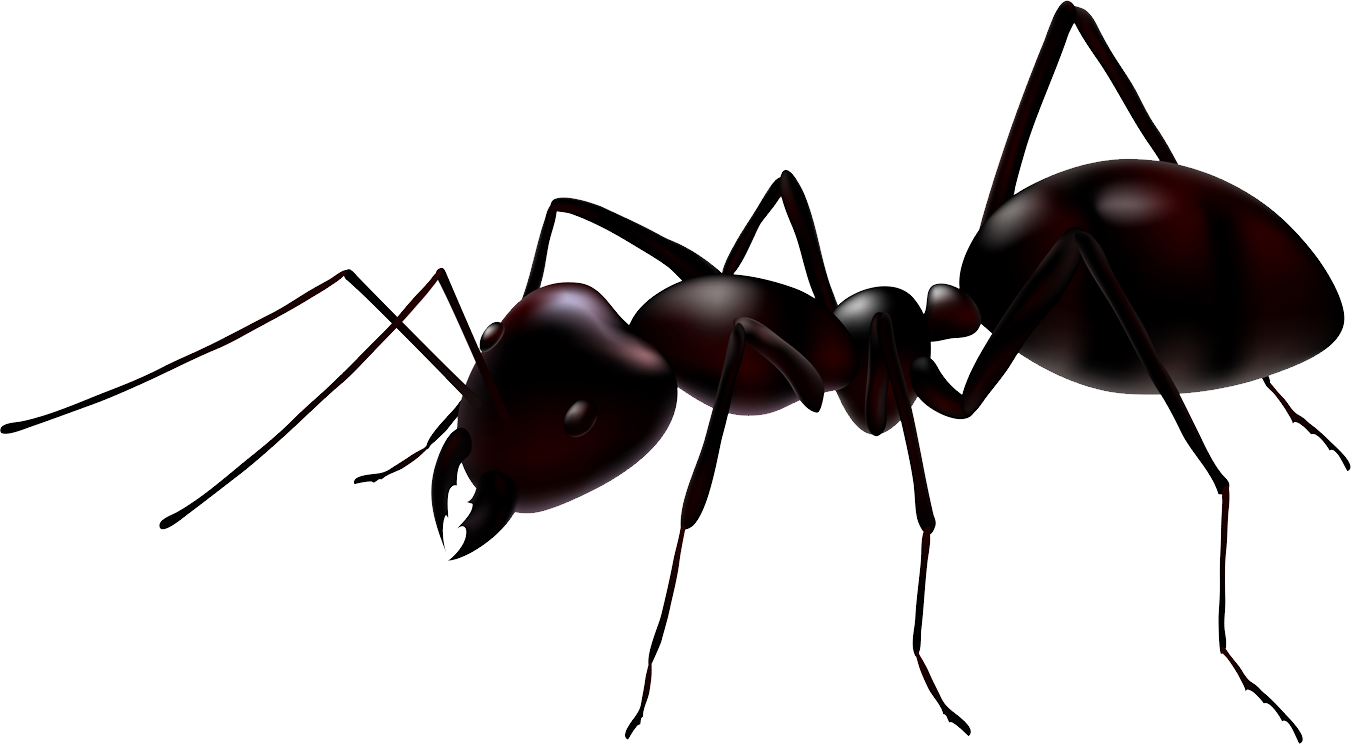 Une fourmi