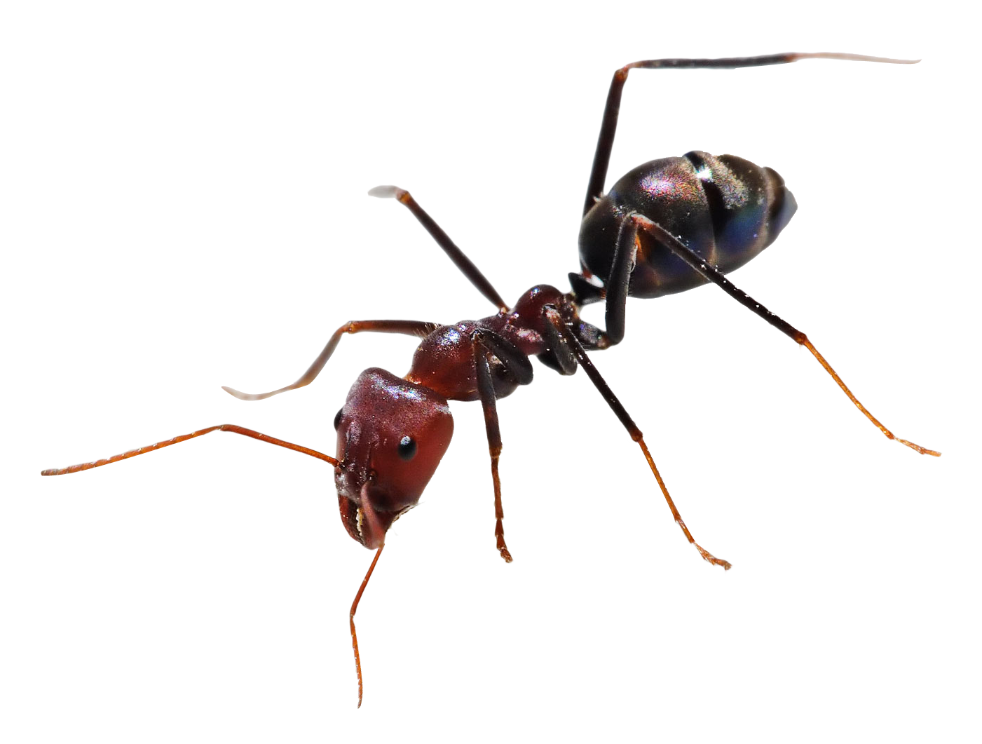 Une fourmi