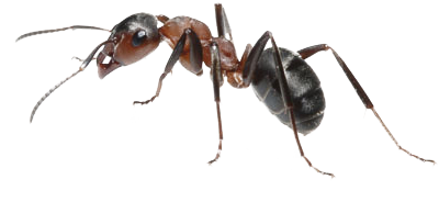 Una formica
