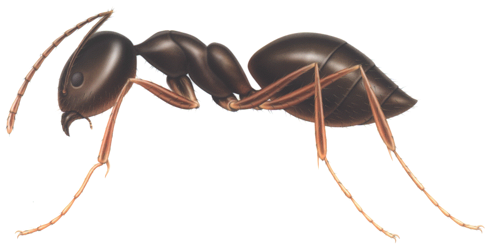 एक चींटी