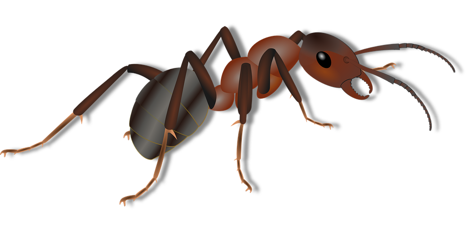 一只蚂蚁