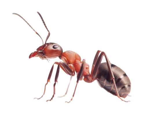 Một con kiến