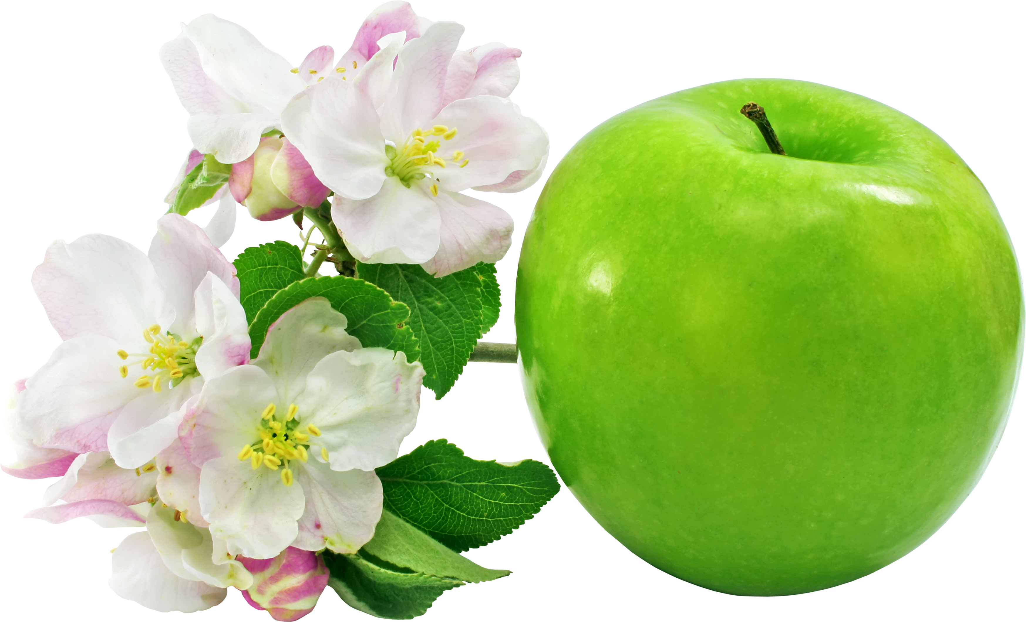 花の咲くリンゴ