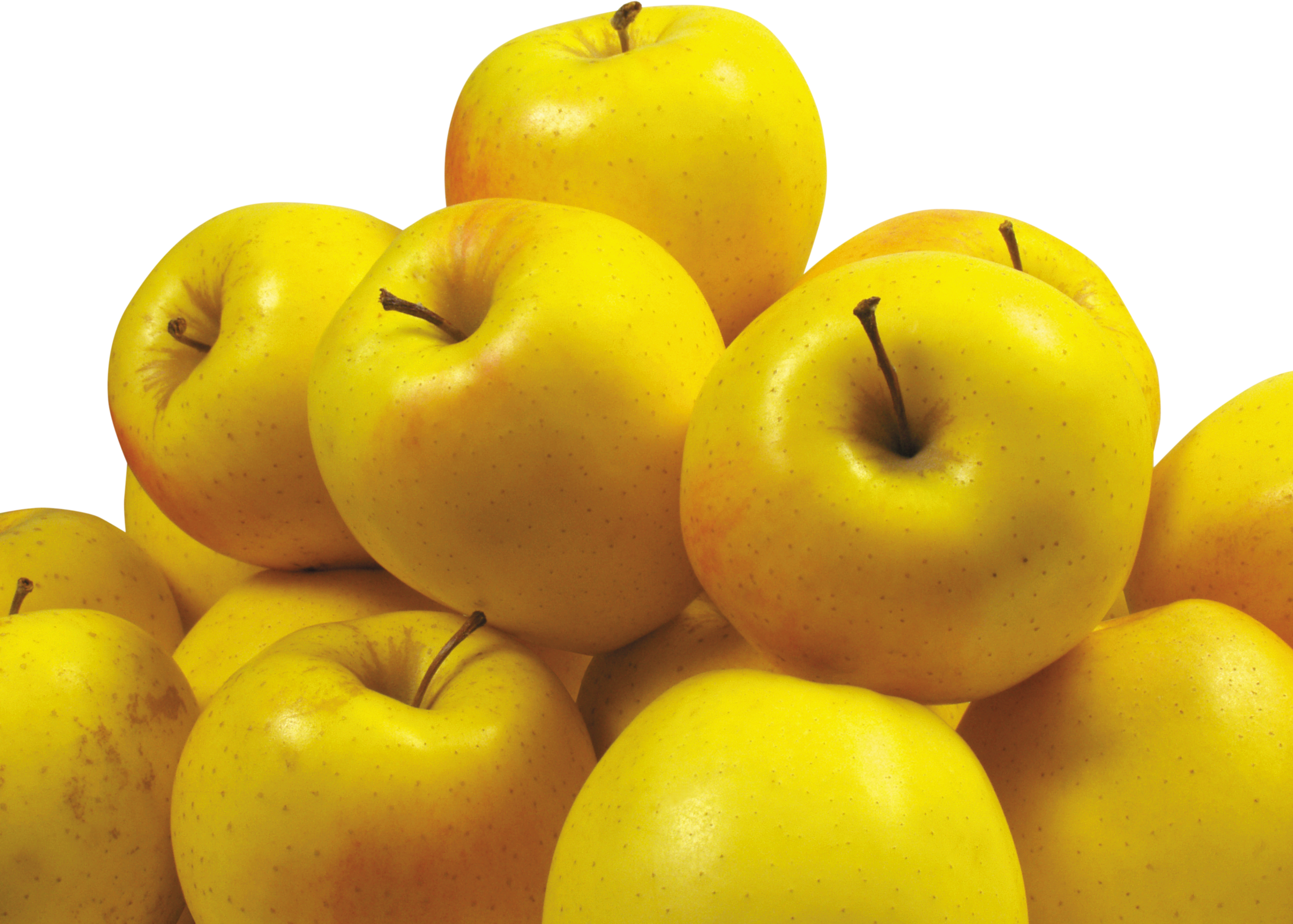 많은 노란 사과