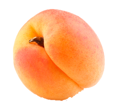 Aprikot besar