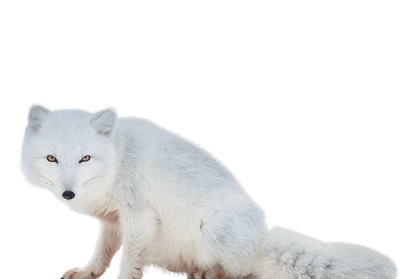 Polarfuchs, weißer Fuchs