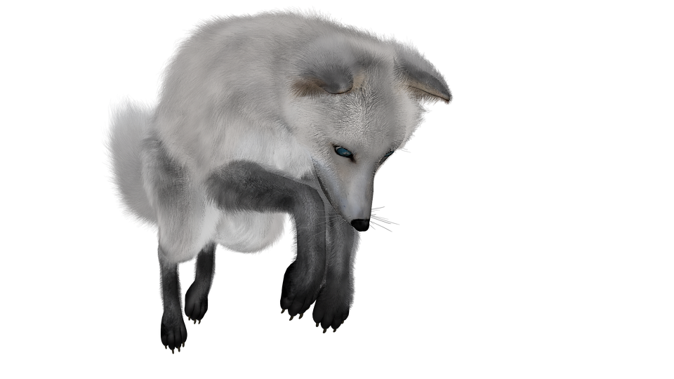 Le renard arctique