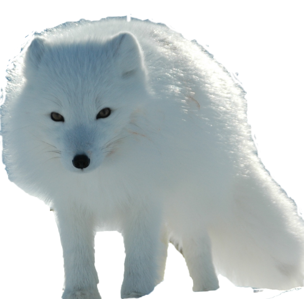 Raposa branca, raposa ártica