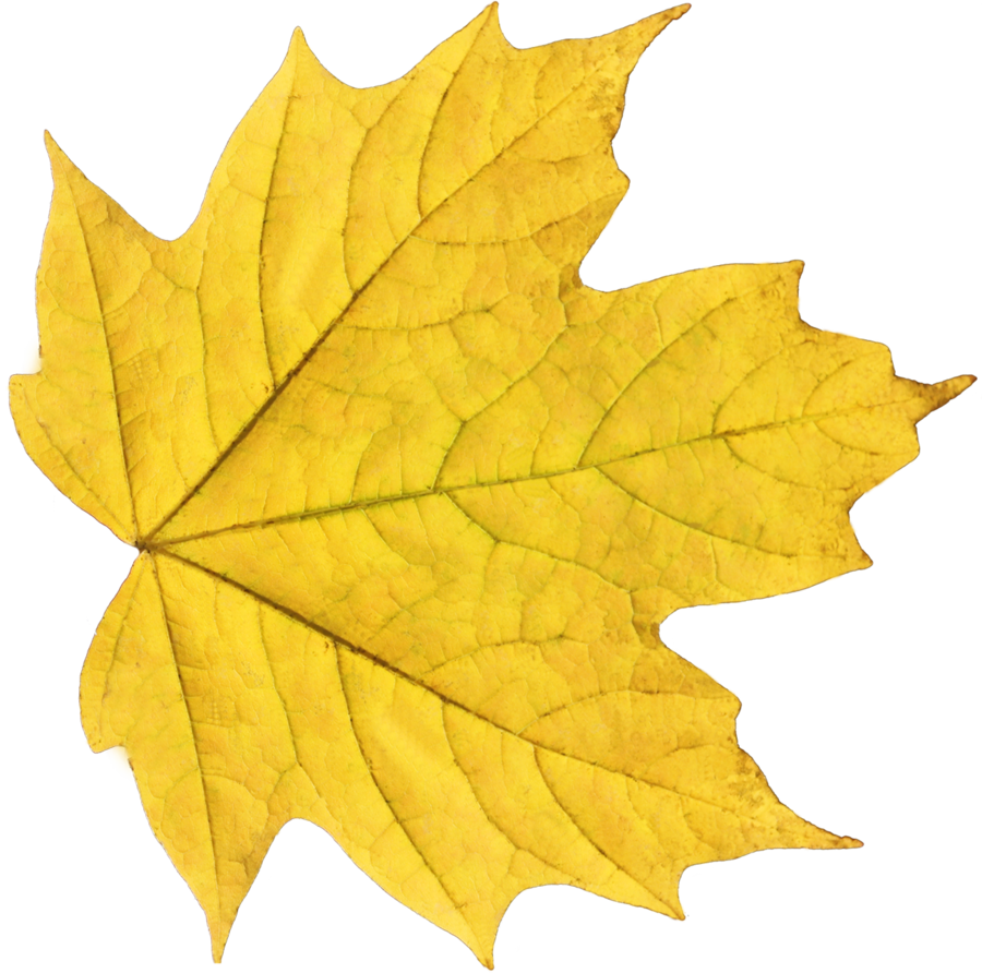Żółte jesienne liście