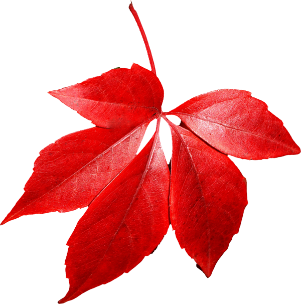 Czerwone jesienne liście