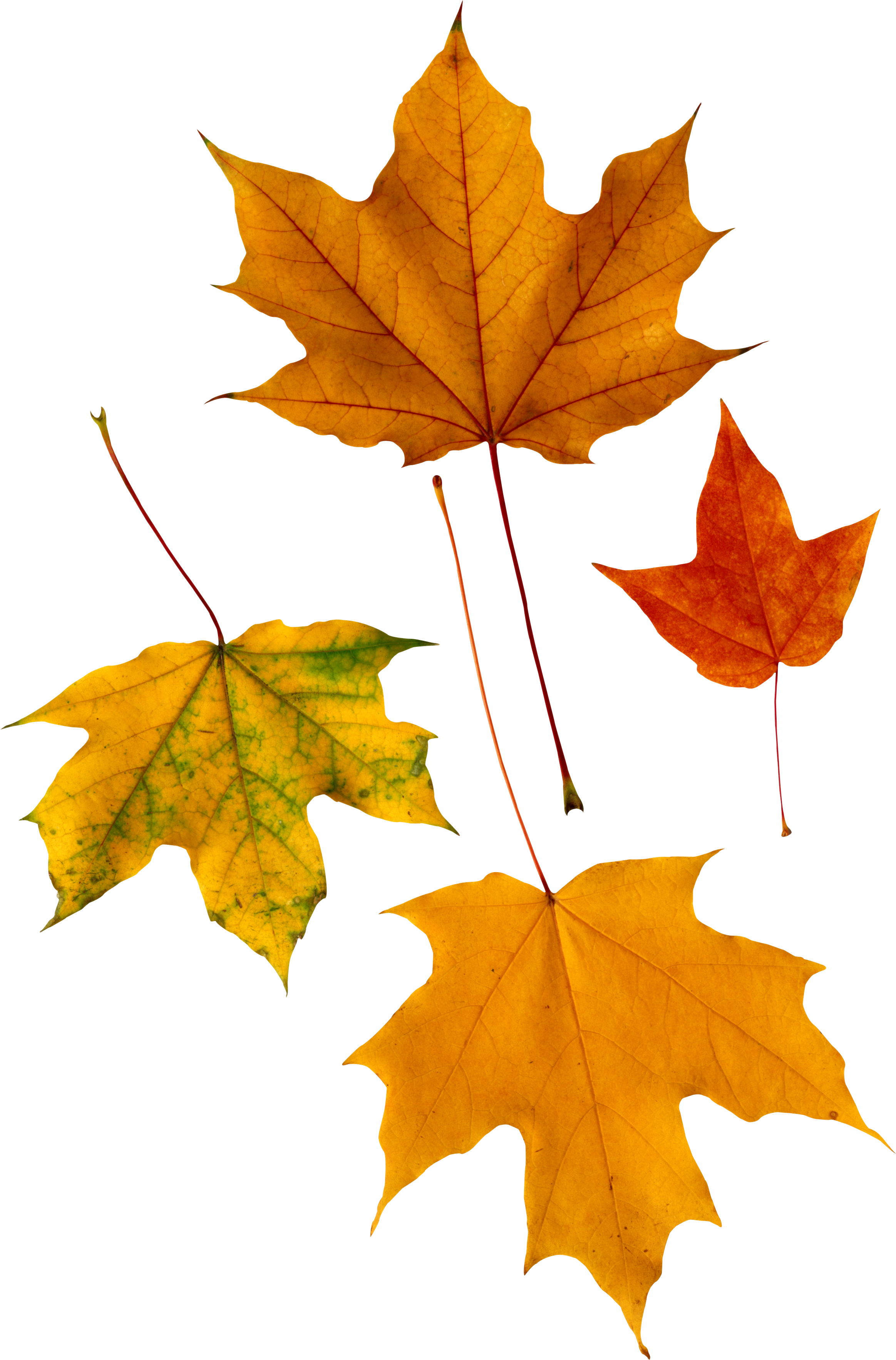 Jesienny liść