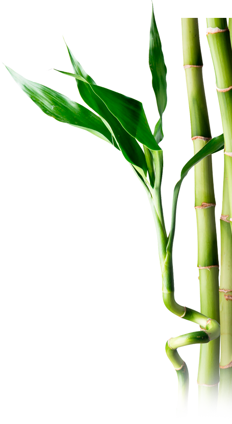 Bambù ricco