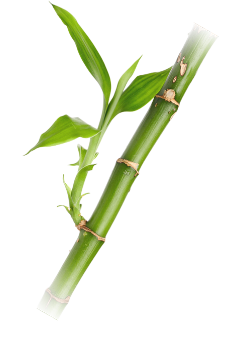 Zengin bambu