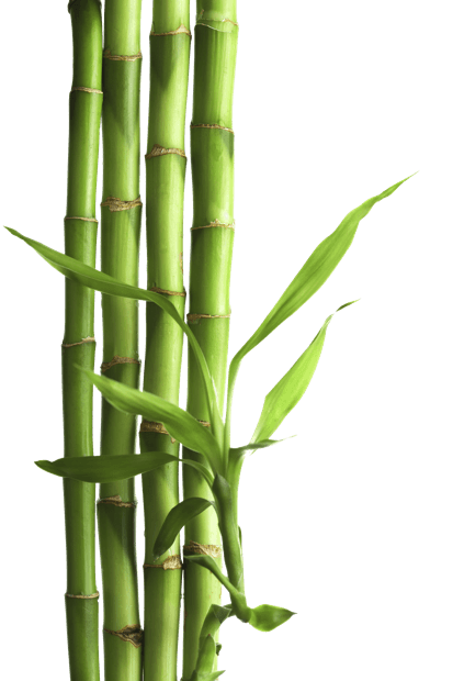 裕福な竹