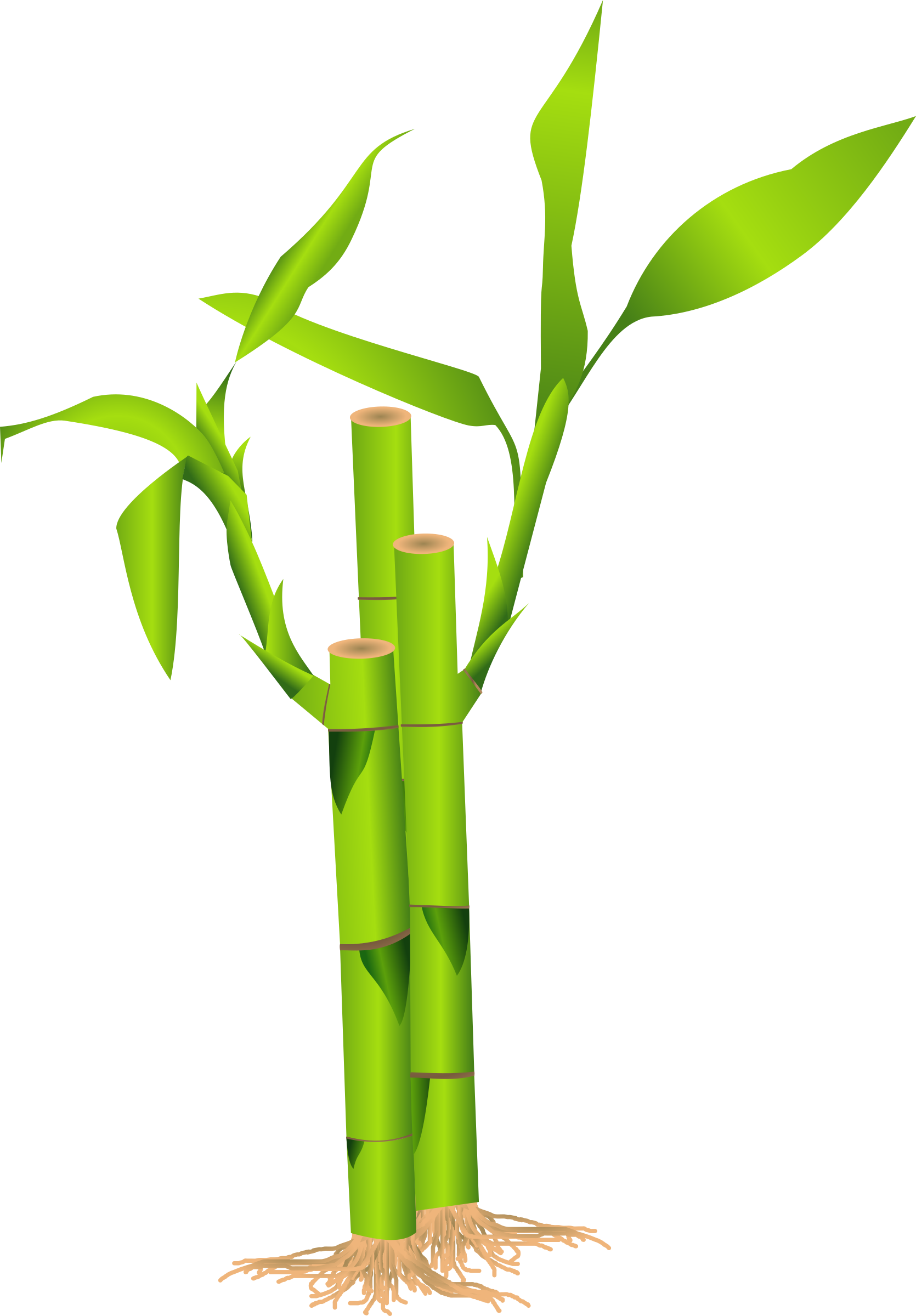 Bambù