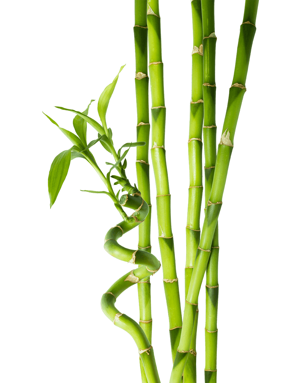 Wohlhabender Bambus