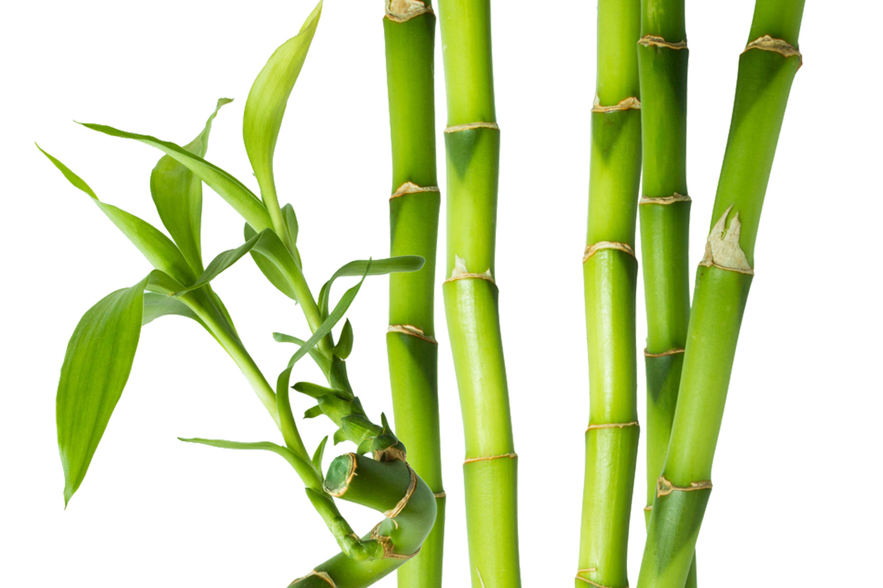 Zengin bambu