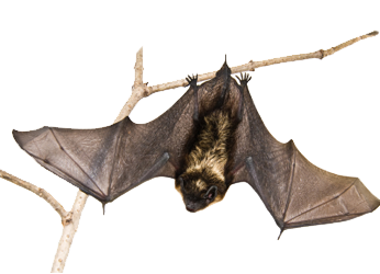 Morcego pendurado em um galho