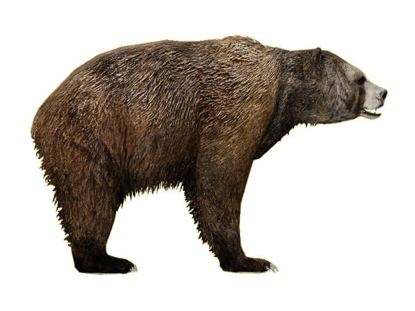 Beruang