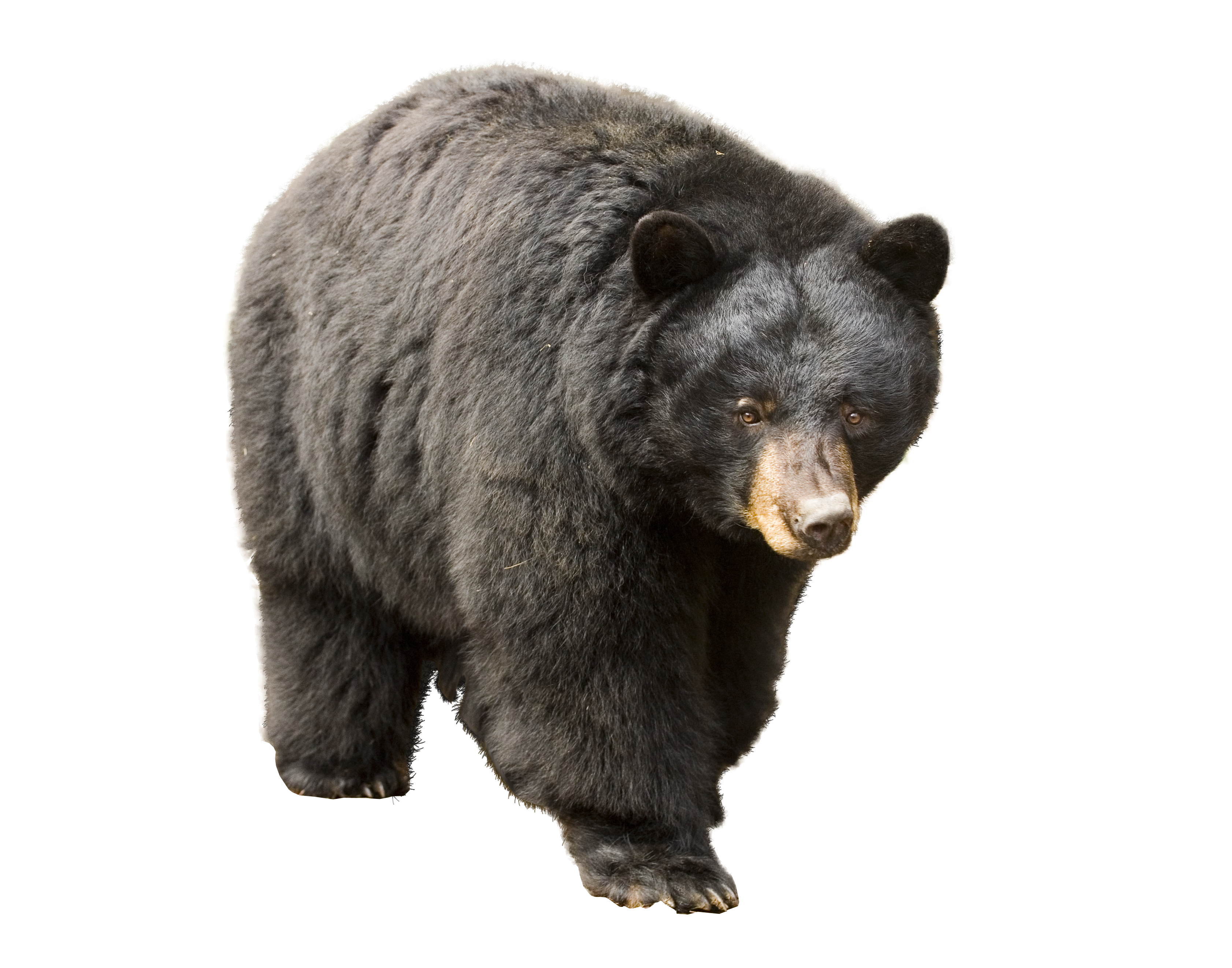 Beruang