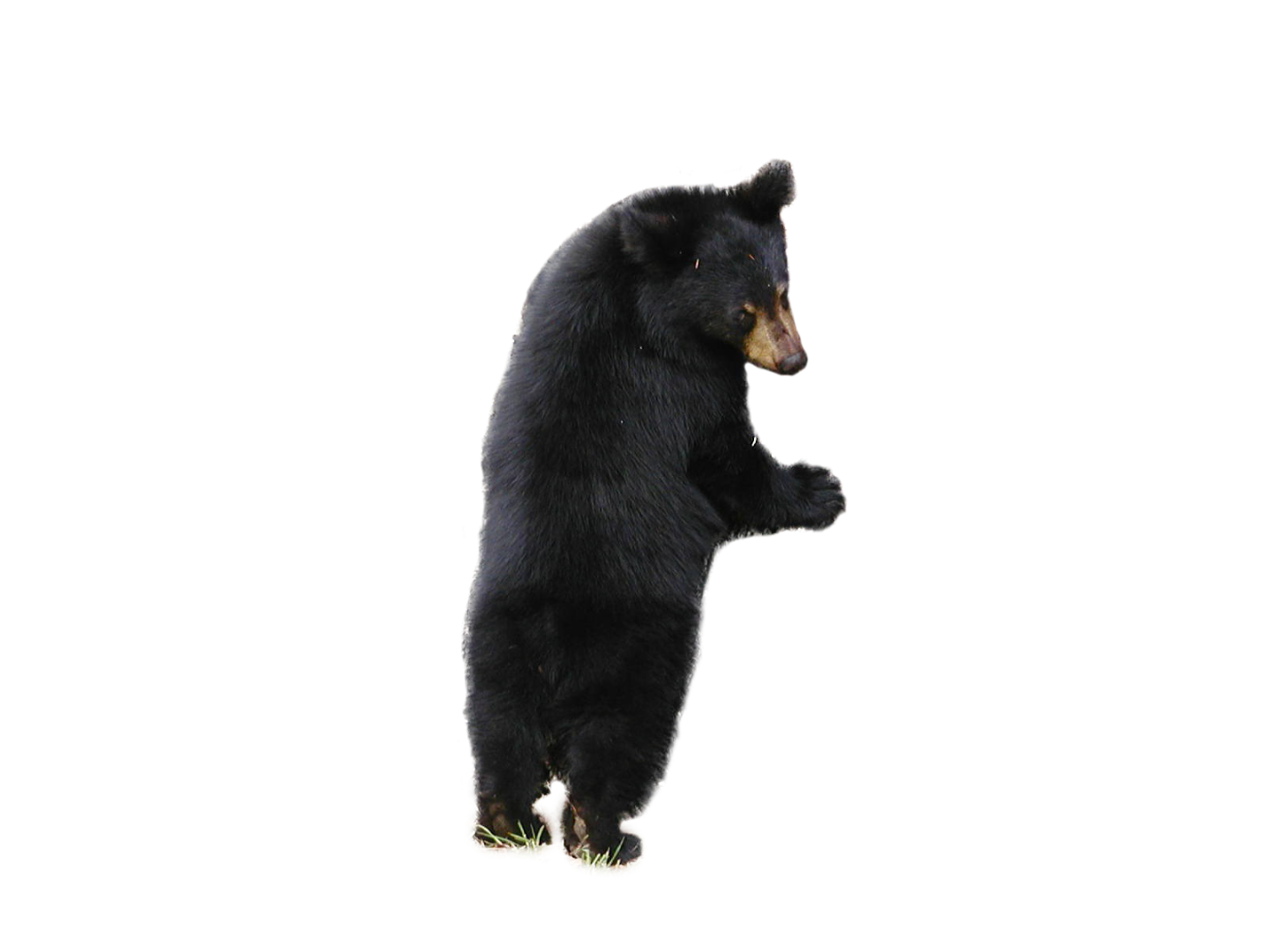 หมี