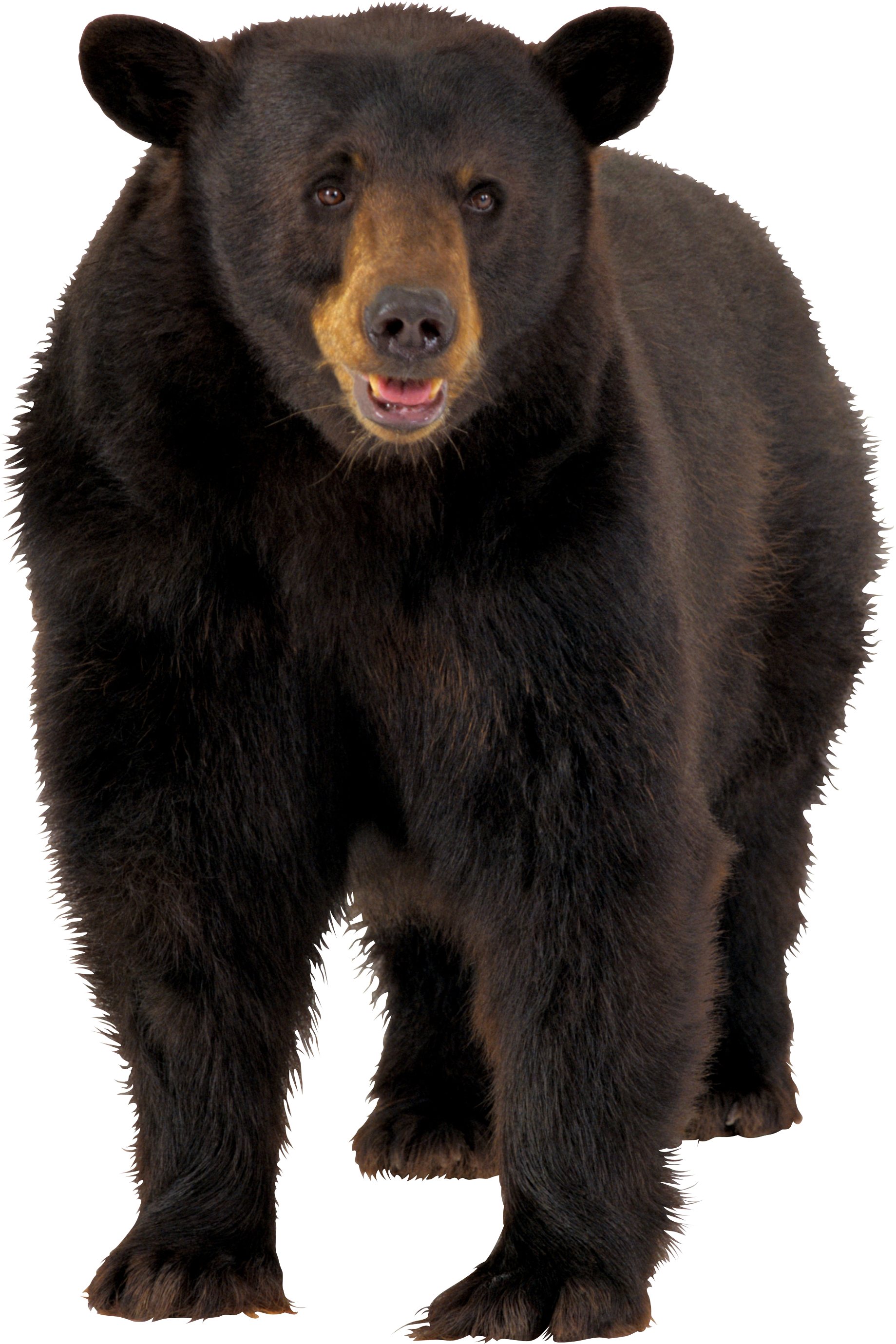 Beruang coklat