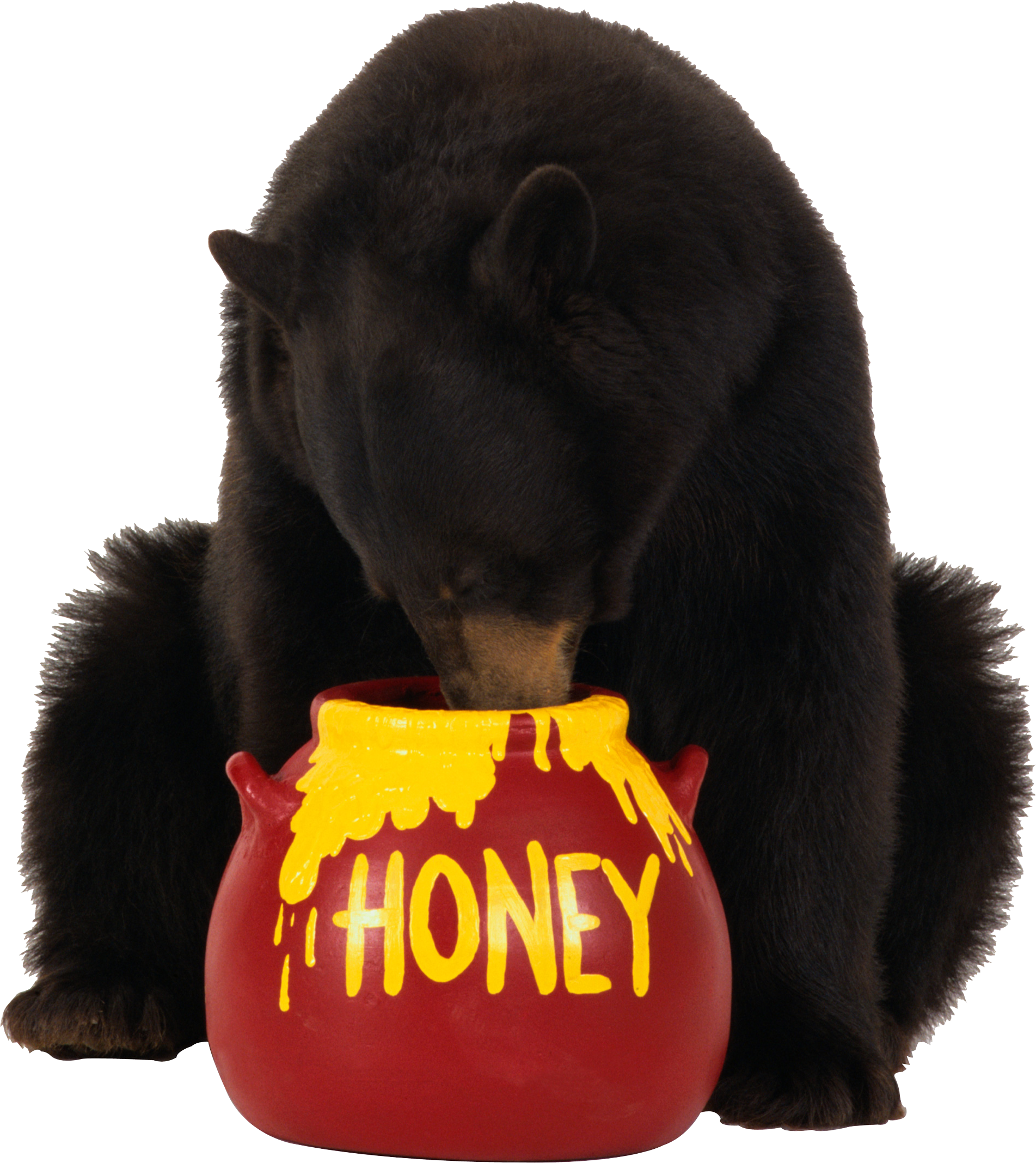 棕熊吃蜂蜜