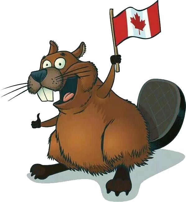 Castoro canadese