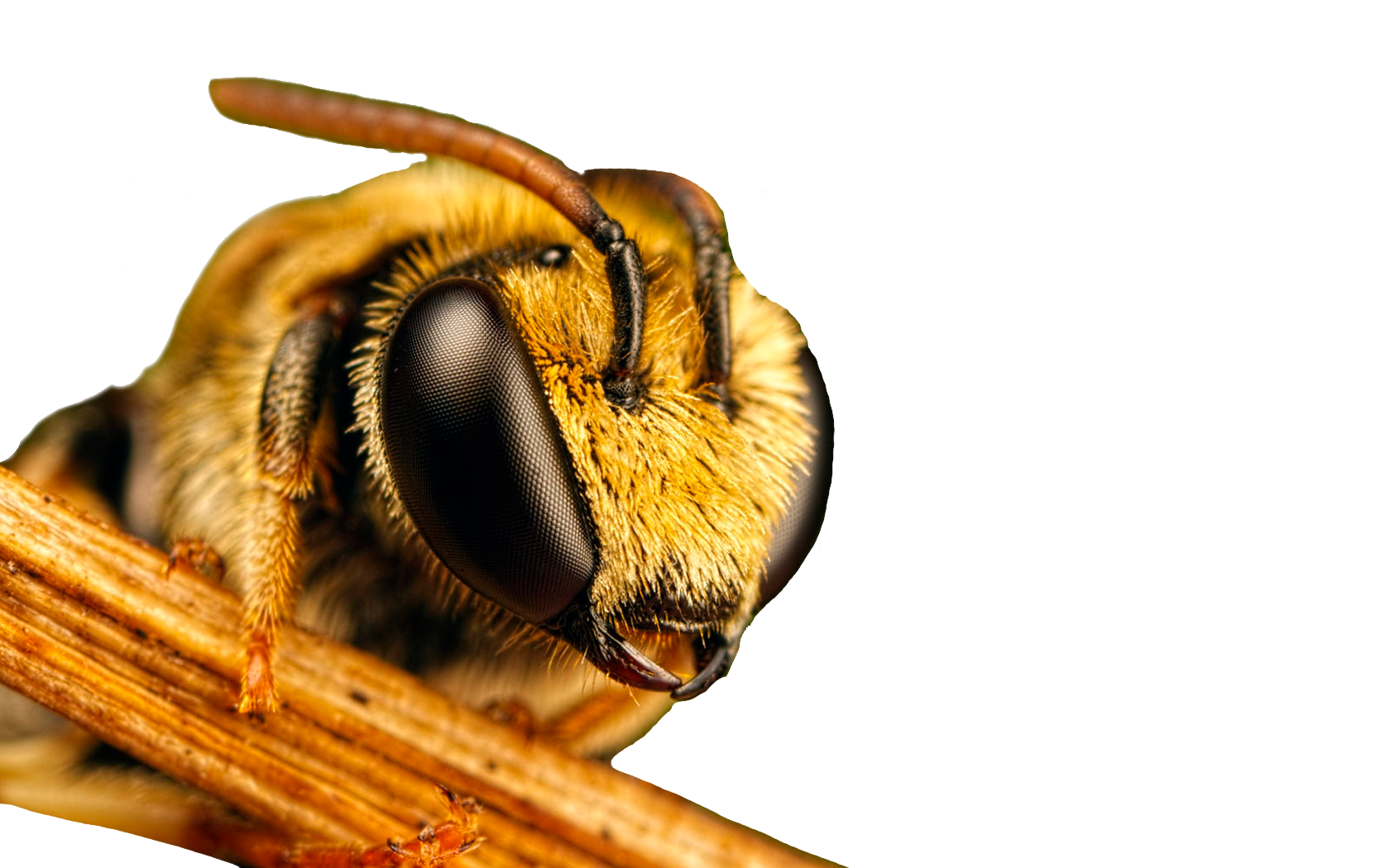 Lebah