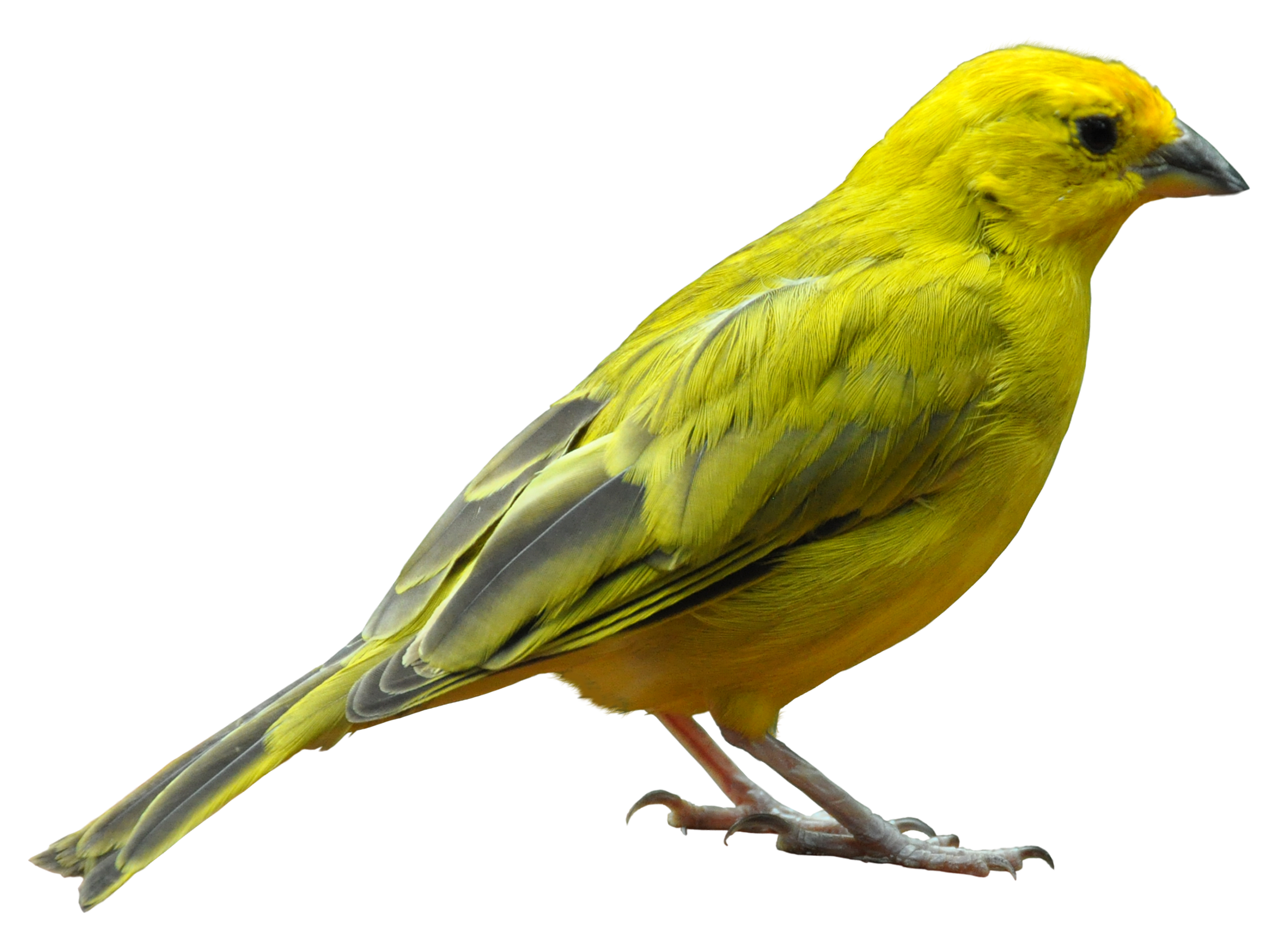 Uccello, canarino