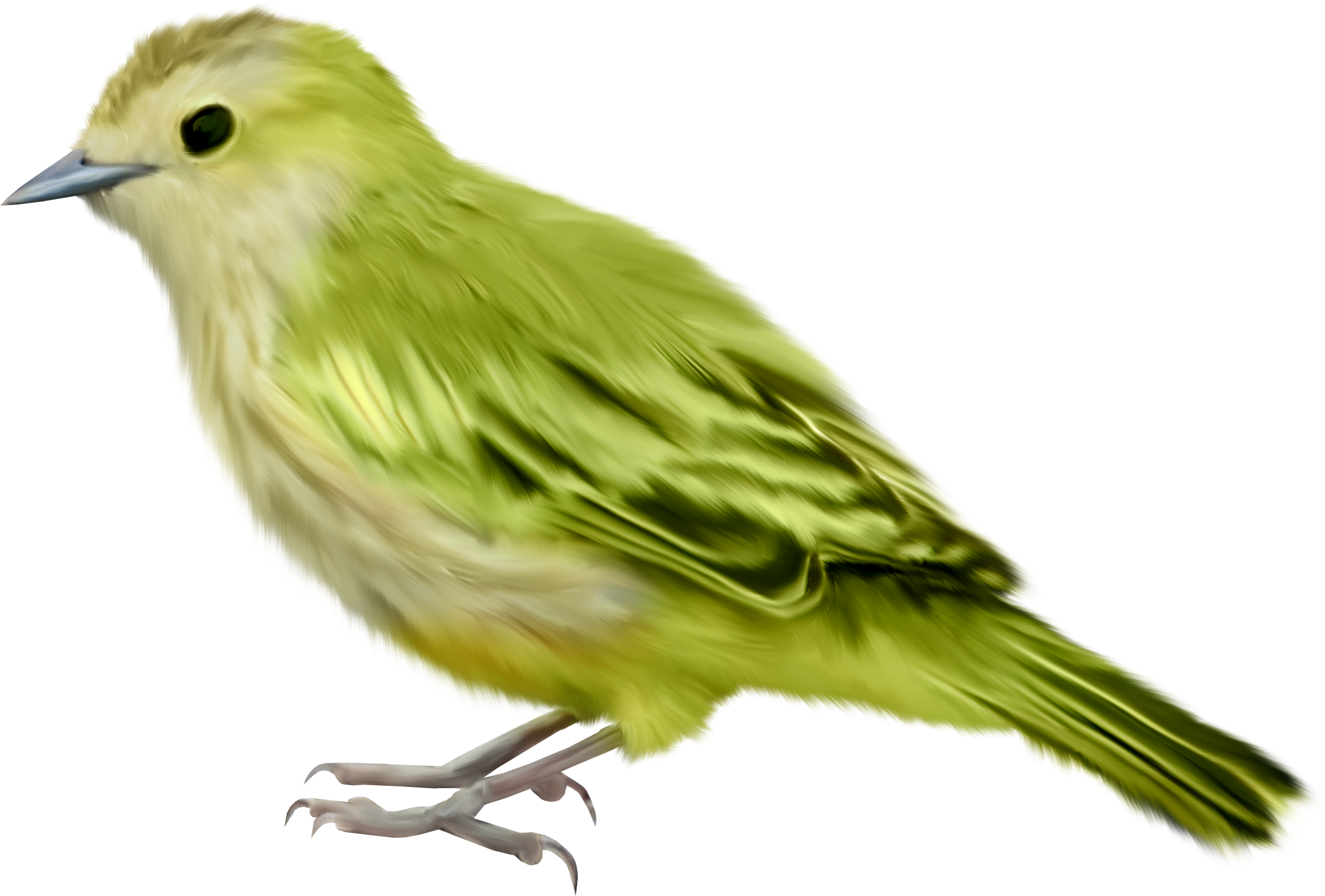 Zielony ptak, żółta gajówka