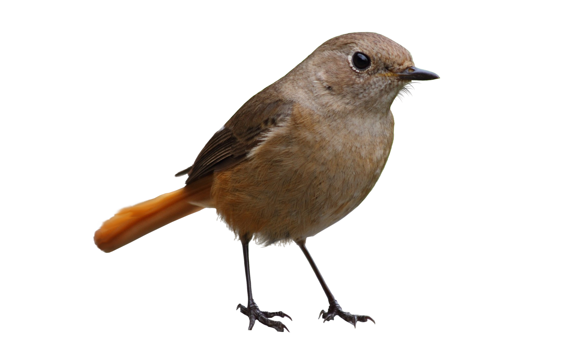 Küçük kuş, kuzey kızıl kuyruklu robin
