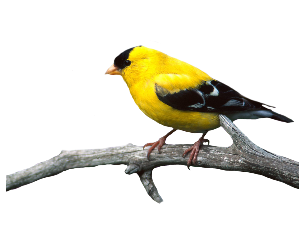 Chim và chim sẻ vàng trên cây