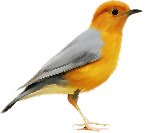 Renkli kuş, turuncu başlı yer ardıç kuşu