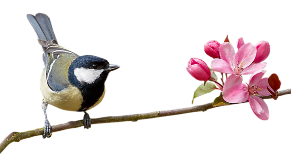 Ptaki i kwitnące gałęzie