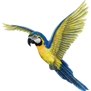 Pássaro papagaio