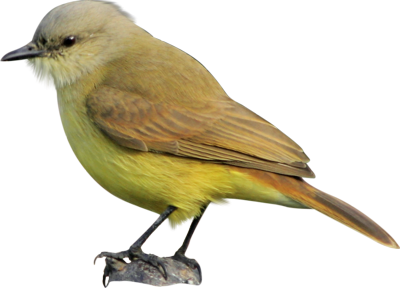 Pássaro canário