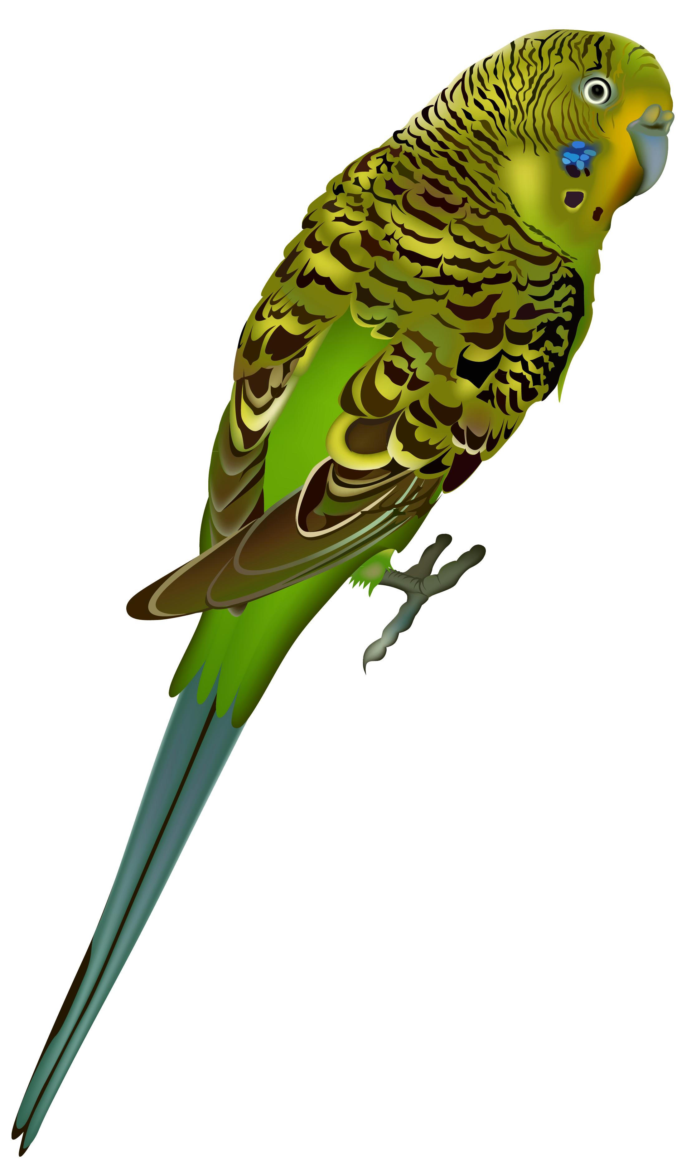Uccello, pappagallo