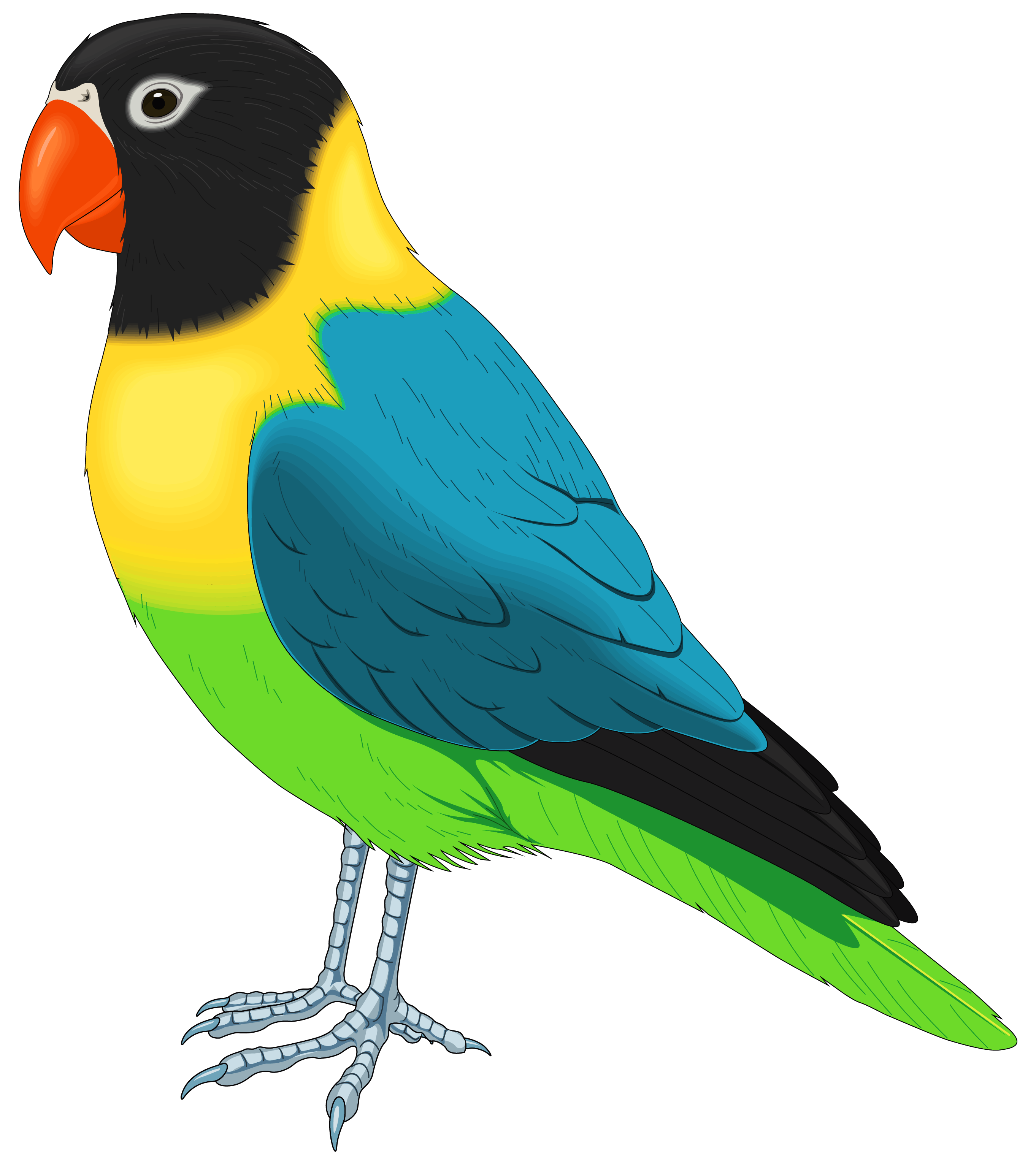 Uccello, pappagallo