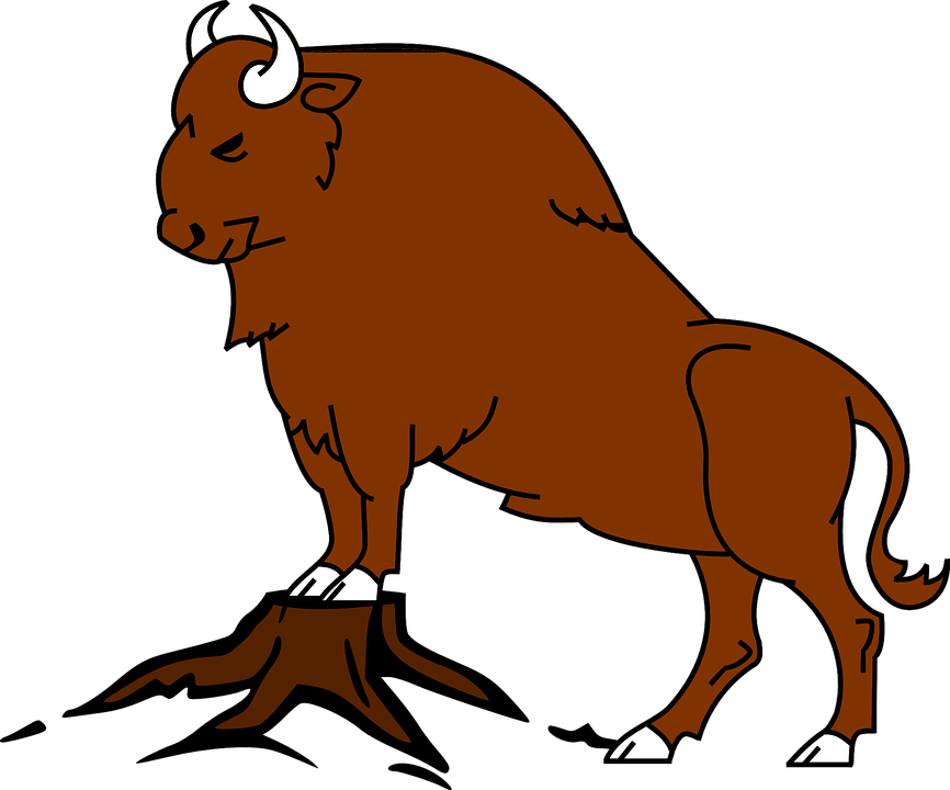 Kuh (Bison)