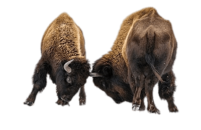 Vache (bison)