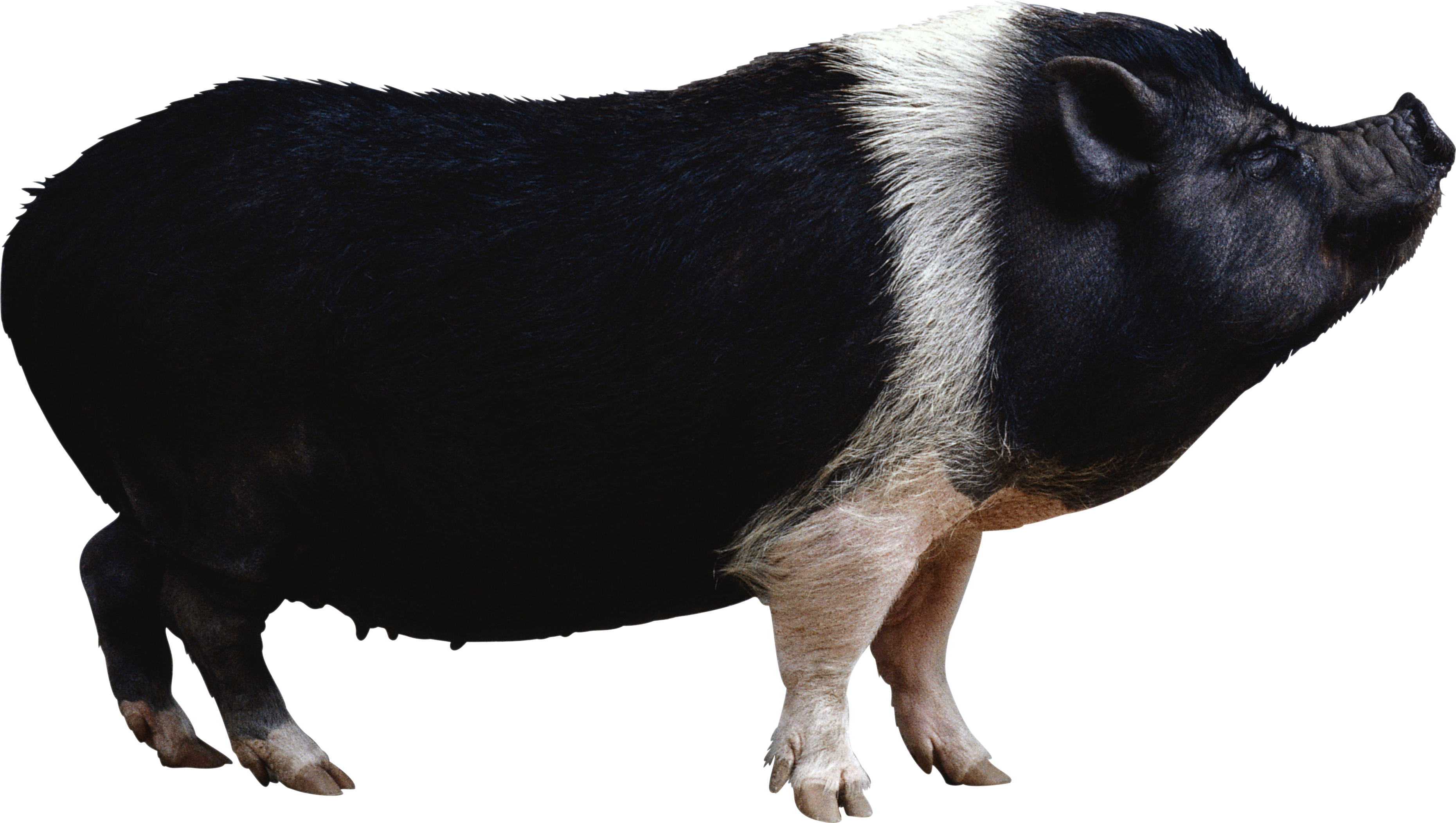 黒国産豚