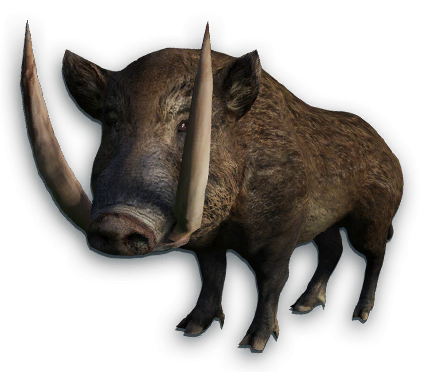 Uzun dişleri olan yaban domuzu