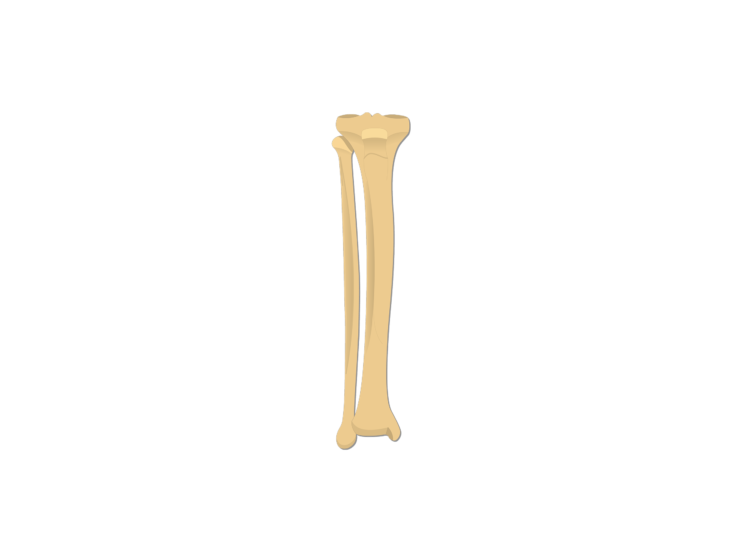 Kość