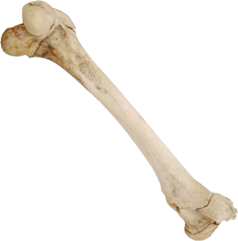 뼈