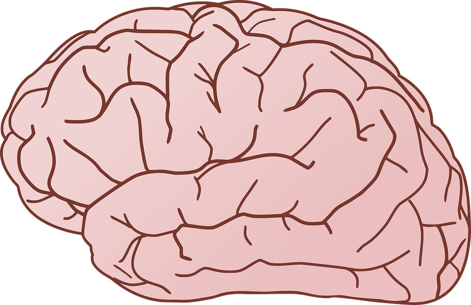 Cervello