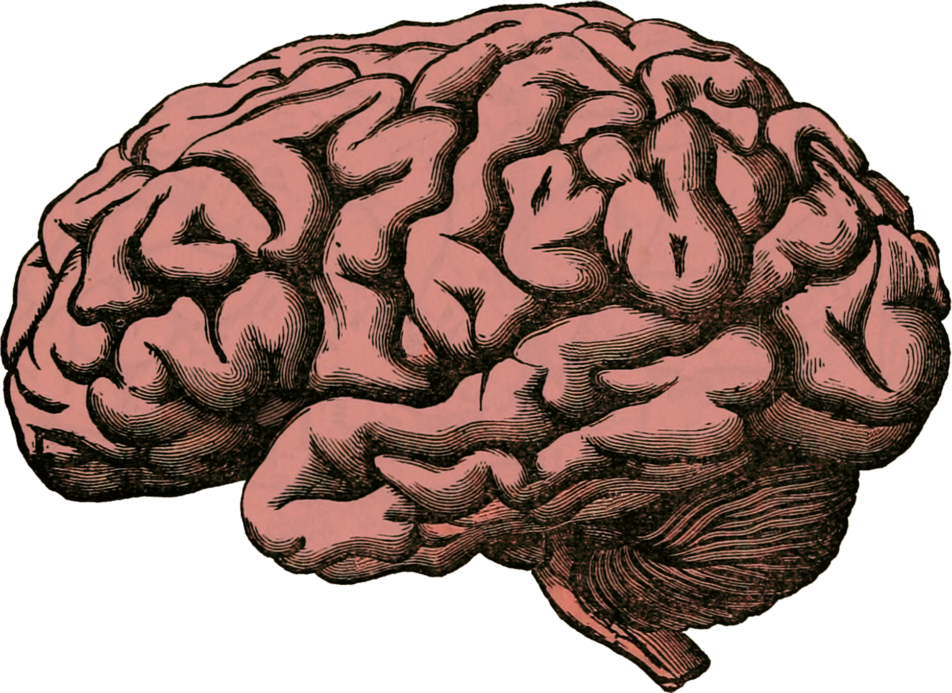 Gehirn