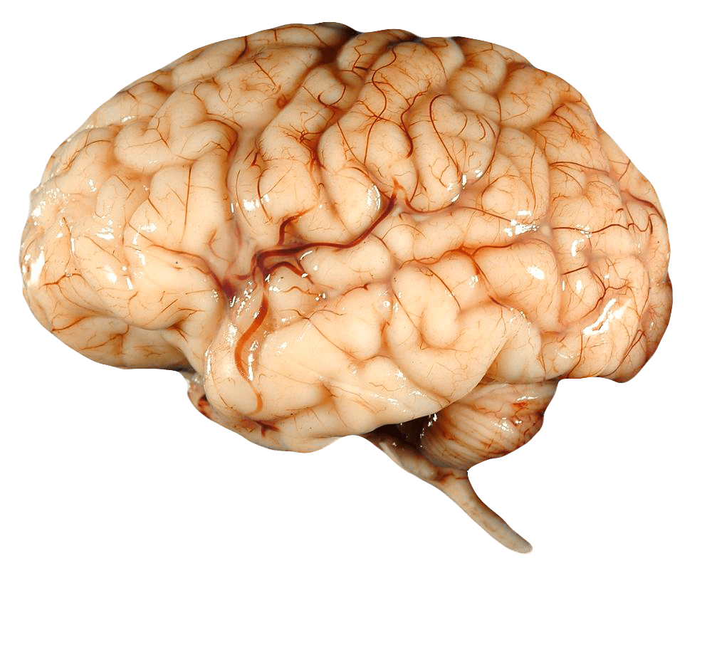 Cerveau